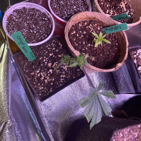 Congo growlog timeline photo