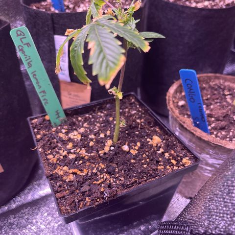 GLF growlog timeline photo