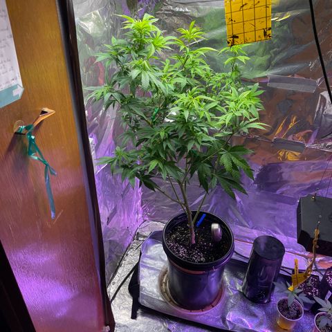 Blue Cookies 🍪  growlog timeline photo