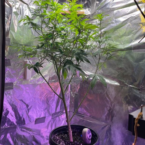 Blue Cookies 🍪  growlog timeline photo