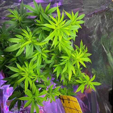 Blue Cookies 🍪  growlog timeline photo
