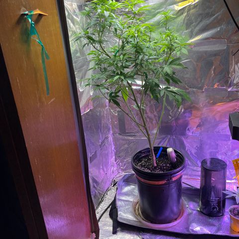 Blue Cookies 🍪  growlog timeline photo