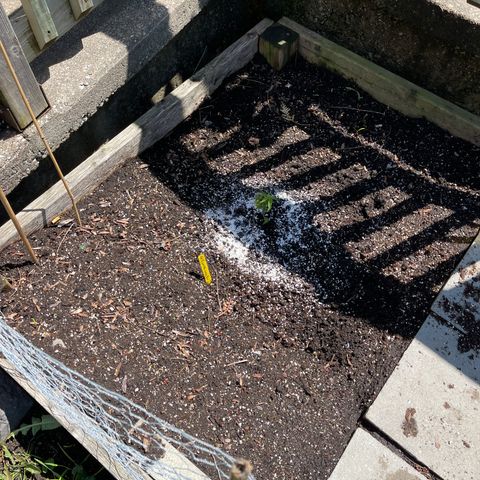 GLF growlog photo: In the ground for a summer grow. Fingers crossed that this little girl makes it!!🙏🏽
