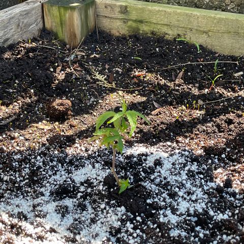 GLF growlog photo: In the ground for a summer grow. Fingers crossed that this little girl makes it!!🙏🏽