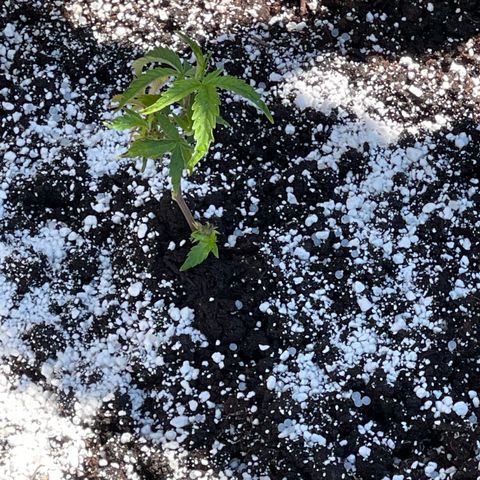 GLF growlog photo: In the ground for a summer grow. Fingers crossed that this little girl makes it!!🙏🏽