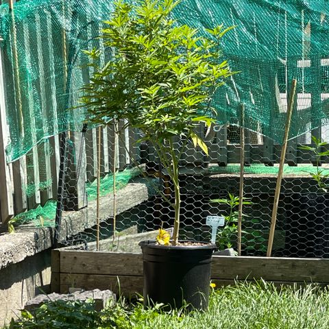 Congo growlog photo: They had some nutrients few days ago! And we had some good rain 🌧 now we are heading into a stretch of hot days coming now until next Thursday!
