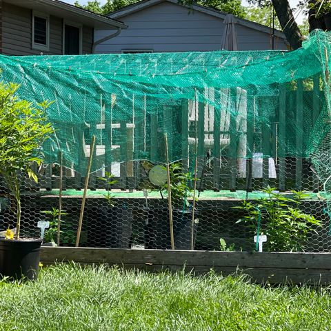 Congo growlog photo: They had some nutrients few days ago! And we had some good rain 🌧 now we are heading into a stretch of hot days coming now until next Thursday!