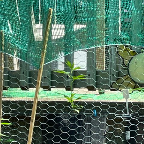 Congo growlog photo: They had some nutrients few days ago! And we had some good rain 🌧 now we are heading into a stretch of hot days coming now until next Thursday!