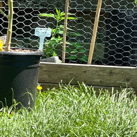 Congo growlog photo: They had some nutrients few days ago! And we had some good rain 🌧 now we are heading into a stretch of hot days coming now until next Thursday!