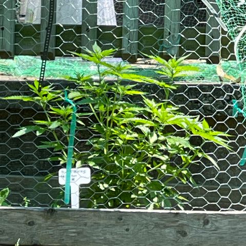 Congo growlog photo: They had some nutrients few days ago! And we had some good rain 🌧 now we are heading into a stretch of hot days coming now until next Thursday!