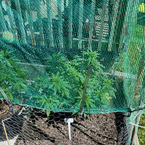 Congo growlog photo: Blue Cookies, Congo, and GLF outdoor grow spring and summer season 2022