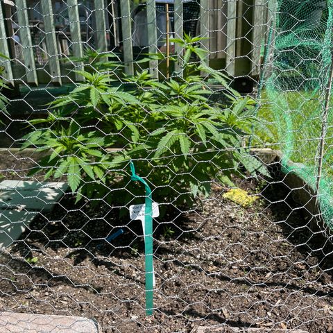 Congo growlog photo: Blue Cookies, Congo, and GLF outdoor grow spring and summer season 2022