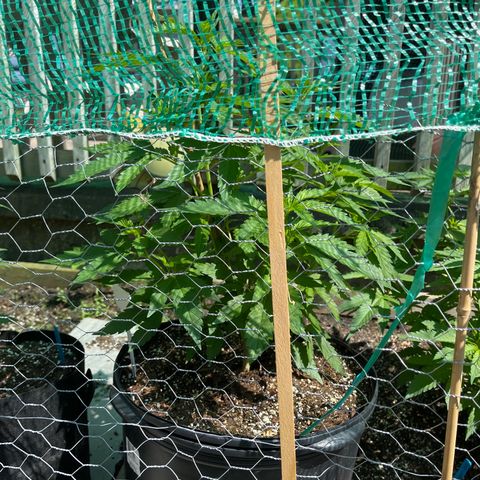 Congo growlog photo: Blue Cookies, Congo, and GLF outdoor grow spring and summer season 2022