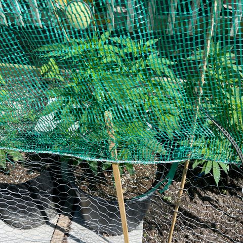 Congo growlog photo: Blue Cookies, Congo, and GLF outdoor grow spring and summer season 2022