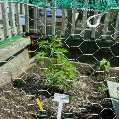Congo growlog photo: Blue Cookies, Congo, and GLF outdoor grow spring and summer season 2022