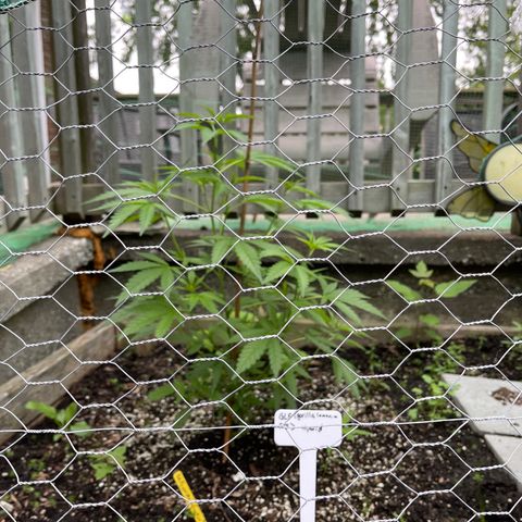 Congo growlog timeline photo