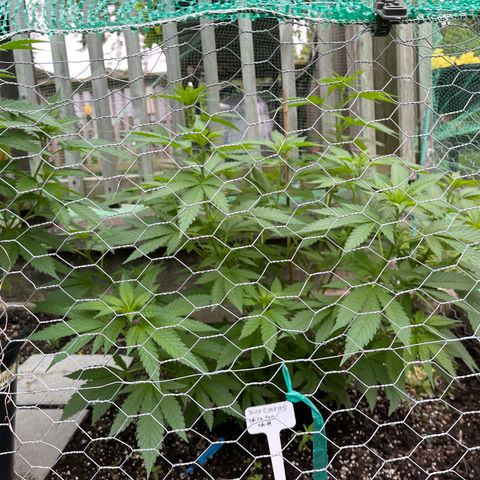 Congo growlog timeline photo