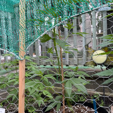Congo growlog timeline photo