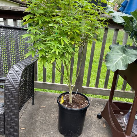 Congo growlog timeline photo
