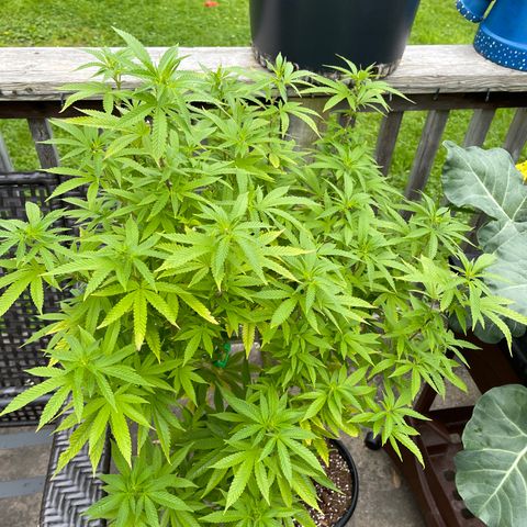 Congo growlog timeline photo
