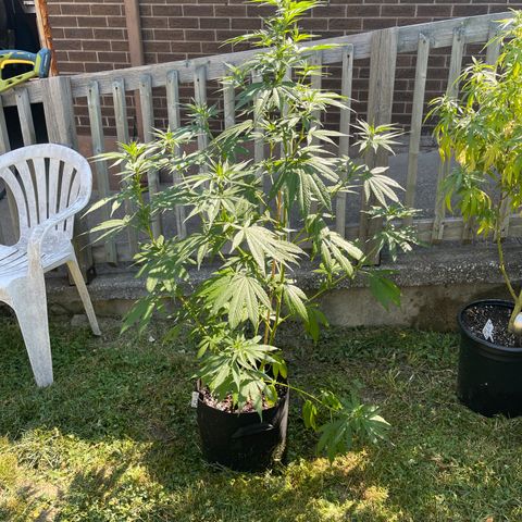 Congo growlog photo: Congo
