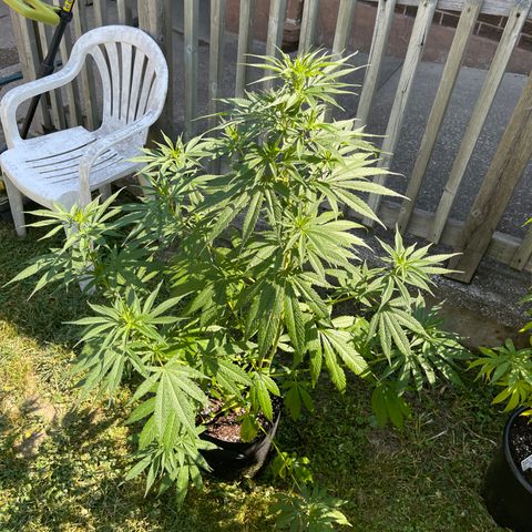 Congo growlog timeline photo