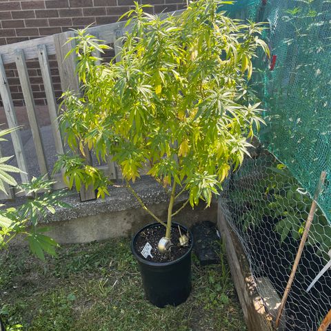 Congo growlog photo: Blue Cookies 