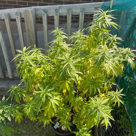 Congo growlog photo: Blue Cookies 