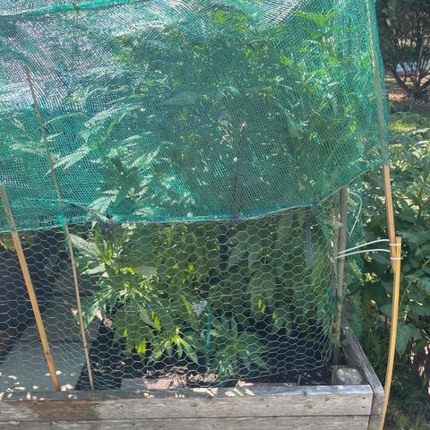 Congo growlog photo: Blue Cookies 🍪 