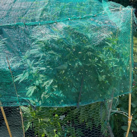 Congo growlog photo: Blue Cookies 🍪 