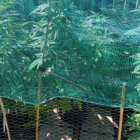 Congo growlog photo: Congo 2