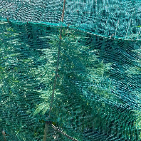 Congo growlog photo: Congo 2