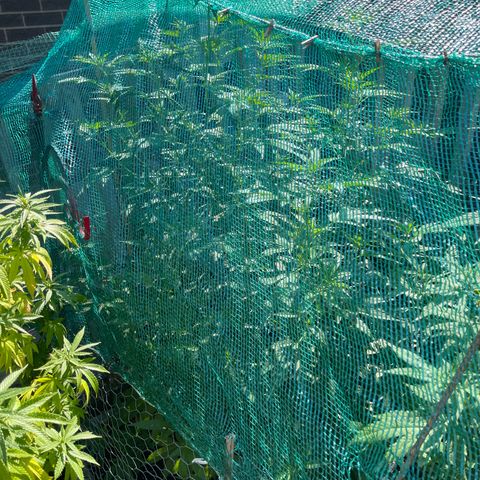 Congo growlog photo: GLF 🔥