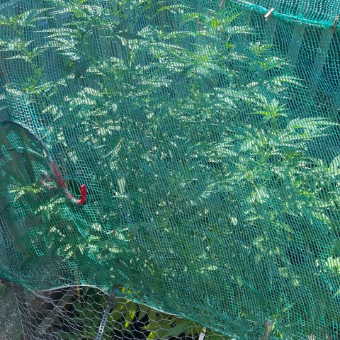 Congo growlog photo: GLF 🔥