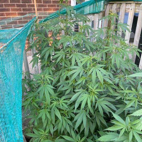 Congo growlog photo: 1st one is GLF. 2nd is Congo. 3rd one is Blue Cookies 🍪!