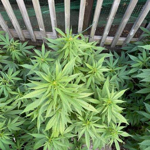 Congo growlog timeline photo