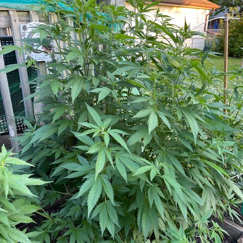 Congo growlog timeline photo
