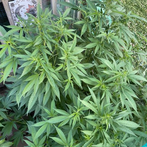 Congo growlog timeline photo