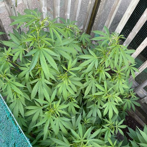 Congo growlog timeline photo