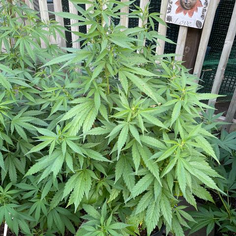 Congo growlog timeline photo
