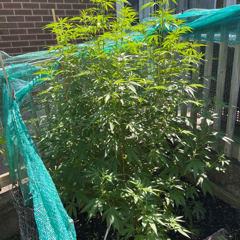 GLF growlog timeline photo