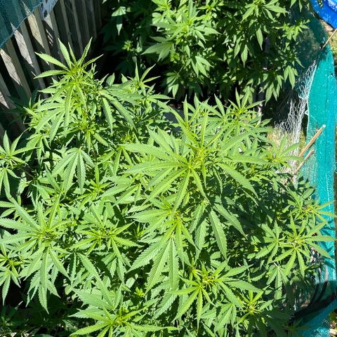 GLF growlog timeline photo