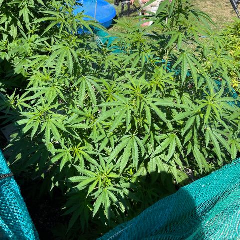 GLF growlog timeline photo
