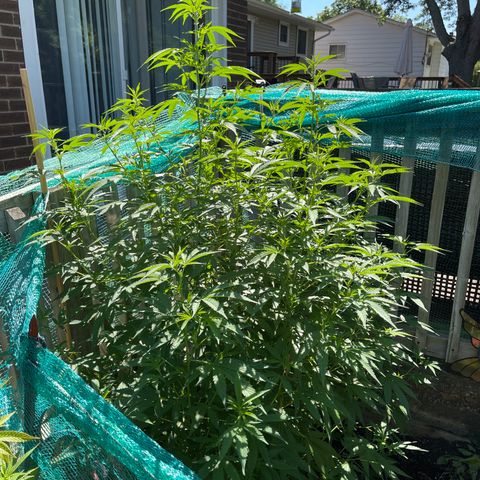 GLF growlog timeline photo