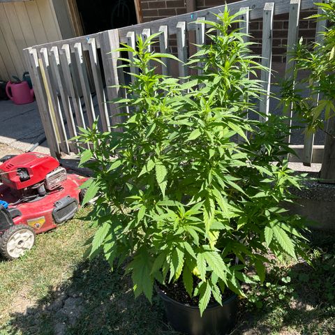 Congo growlog timeline photo