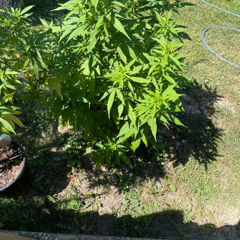 Congo growlog timeline photo