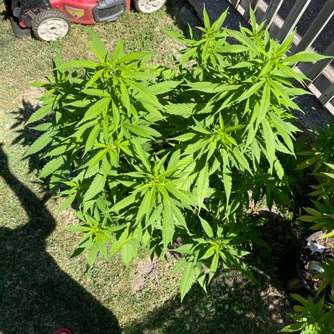 Congo growlog timeline photo