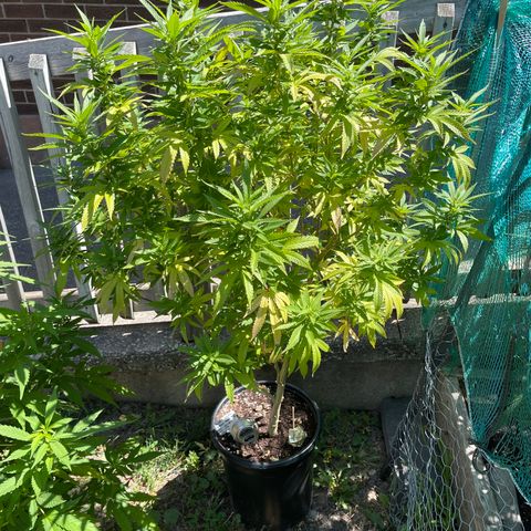 Blue Cookies 🍪  growlog timeline photo
