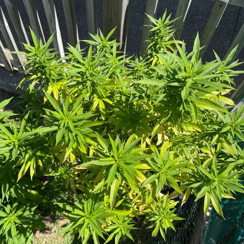 Blue Cookies 🍪  growlog timeline photo
