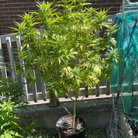 Blue Cookies 🍪  growlog timeline photo